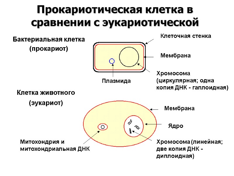 Прокариотическая клетка в сравнении с эукариотической Бактериальная клетка (прокариот) Клетка животного (эукариот) Митохондрия и